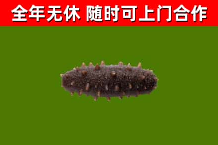 攀枝花烟酒回收干海参.jpg